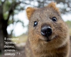 Прикольные и смешные картинки