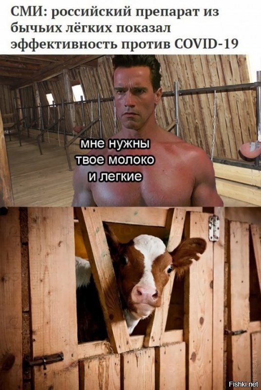 По поводу легких это ладно :) Но молоко он может добыть только ртом :)  На второй картинке вымя быка :))