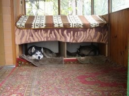 Раньше жили дома, но зимой им жарко было. 
Сейчас на  веранде. Сухо,  и ветра нет, а сильные морозы у нас теперь большая редкость.