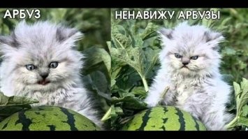 Концентрат зла!
