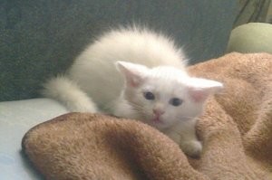 Неуклюжие котята старательно учатся атаковать из засады, но получается только смех
