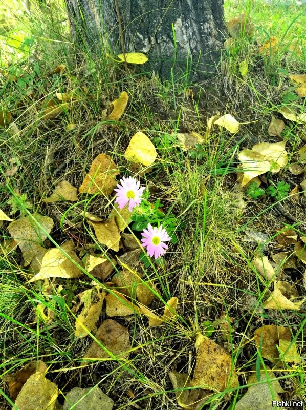 и еще цветочки...))
