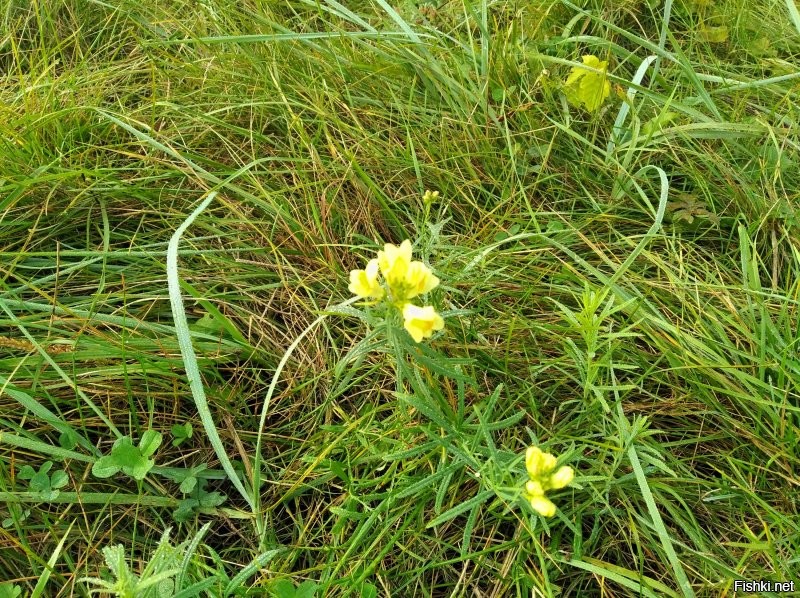 и еще цветочки...))