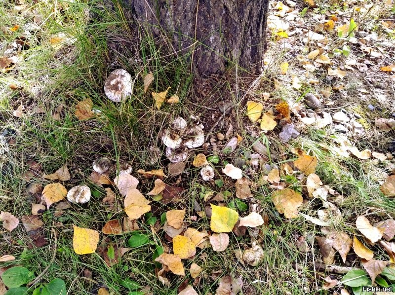 ягоды-грибочки...