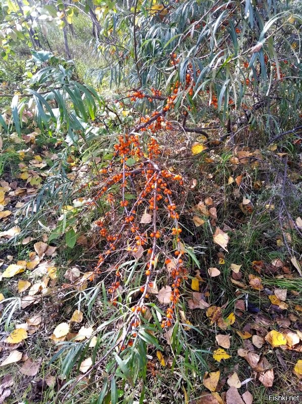 ягоды-грибочки...