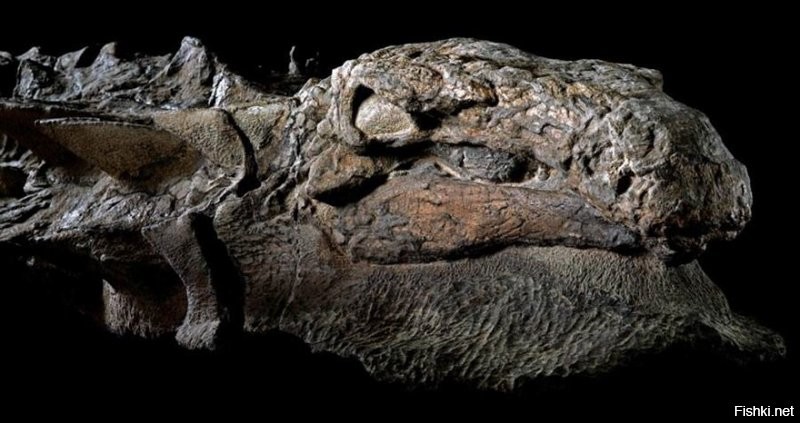 Так обнаруживали же целого окаменелого динозавра. В 11м году в Канаде. Новость проходила, при чем тут на фишках помоему даже была.
Нодозавр.
"В 2011 году в Канаде шахтёры обнаружили замечательно законсервированную «мумию» динозавра, чей возраст оценивается в 110 млн лет. В мае 2017 эту окаменелость представили широкой публике в канадской Альберте. На динозавре сохранилась его чешуйчатая кожа и кишечник, отлично видна голова."

И про обнаружение окаменелого мозга тоже новость была раньше.

"Бексхилла на юге графства Сассекс, у берегов Ла-Манша, в 2004 году. Один из них, Джейми Хискокс (Jamie Hiscocks), обнаружил там любопытную окаменелость, напоминавшую по форме мяч для игры в регби.
Через некоторое время этот "мяч" попал в руки Нормана и его коллег по университету, которые поняли, что Хискоксу удалось найти настоящую палеонтологическую драгоценность   окаменевшие останки мозга динозавра, жившего на территории будущих Британских островов примерно 133 миллиона лет назад, в начале мелового периода"