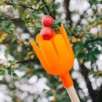 Давно, ещё в советские времена я снимал яблоки и груши съёмником для фруктов.