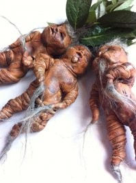 А мне они напоминают корни мандрагоры из Гарри Поттера.