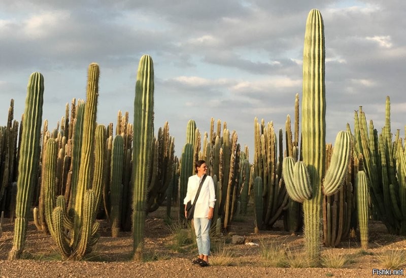через полгода приехала группа техобслуживания...
- мля... где эта вышка?...