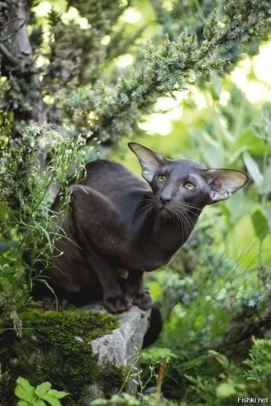 Солянка от 12.09.2020