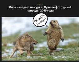 44 самые смешные фотографии животных 2020 года