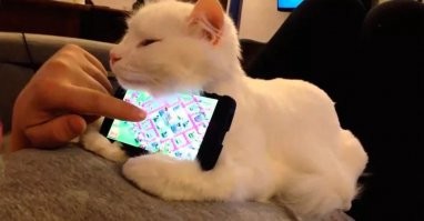 Кота заведите.