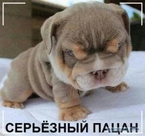 Уморительные фото собак в машинах, которые подарят порцию позитива