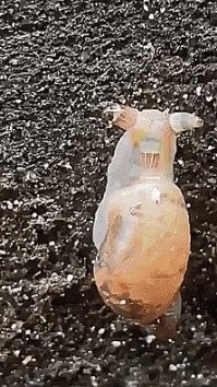 В улитке глист лейкохлоридий парадоксальный, который врос в тело заменив ей мозг( если мозгом можно так конечно его назвать). Улитку съедает птица которая заражается, затем птичий помет попадает на землю и его поедают улитки и цикл повторяется .