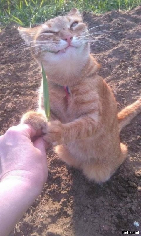 ошибки коих свет, лять, опять грабли