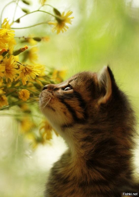 Котиков, цветочков тебе.))