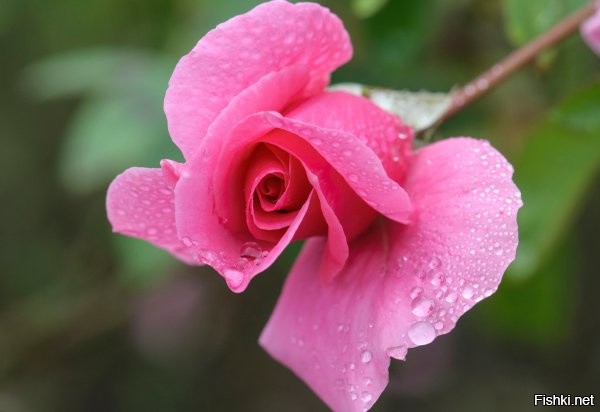 Солянка от 13.09.2020