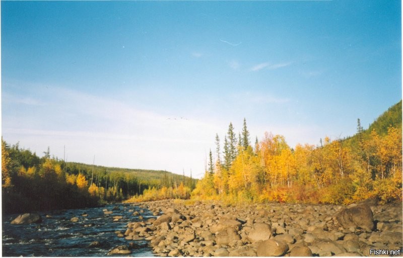 эзх... север... только два раза удалось в Эвенкию съездить... красотищща... идешь по речке - голубика и черника кругом.. лопаешь, практически на ходу... водичкой из речки запиваешь...эхххх...