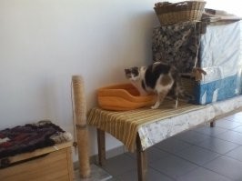 Почему надо брать доску и пилить ее пополам? Почему не взять две доски?
Мы сделали из деревянной ножки от стола (массивная, найдена на помойке) и мраморной плиты 30*30см (какой-то образец, оставшийся от ремонтов). Ногу приклеили и закрепили винтом в центре, потом обмотали сезалевым шнуром, клея его на силикон. Подставку обклеивать не стали.