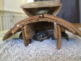 Я только домик для черепашат соорудила из коры.