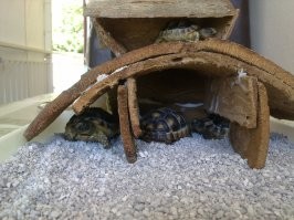 Я только домик для черепашат соорудила из коры.