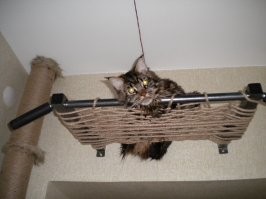 Втулка от линолеума, веревка, фиксаторы к стене. От пола до потолка. Наверху 2 в одном: кот лежит, муж подтягивается.