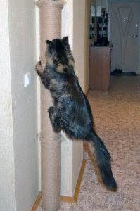 Втулка от линолеума, веревка, фиксаторы к стене. От пола до потолка. Наверху 2 в одном: кот лежит, муж подтягивается.