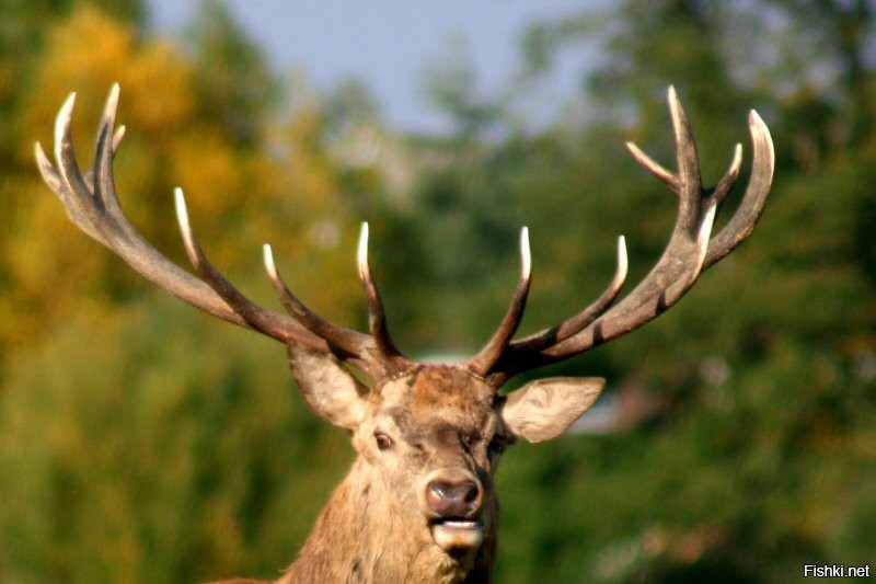 Солянка от 14.09.2020