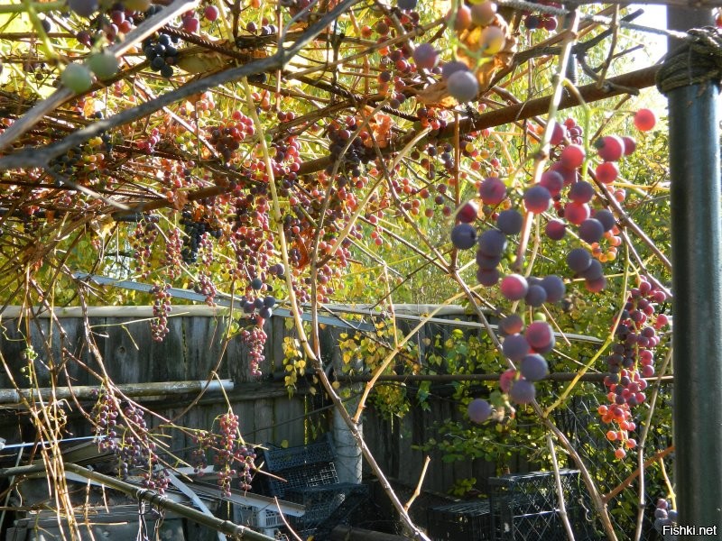 А это на моём участке. Подмосковье.