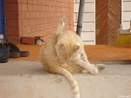 Баня на природе своими руками: как мы с мужиками парную на рыбалке сделали