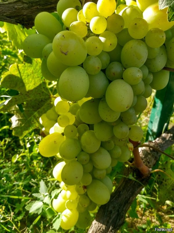 Солянка от 14.09.2020