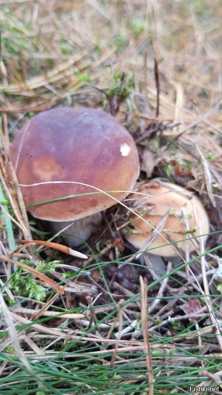 Солянка от 14.09.2020