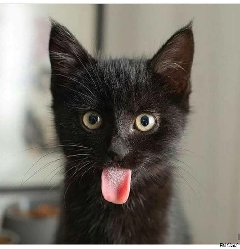 Солянка от 14.09.2020