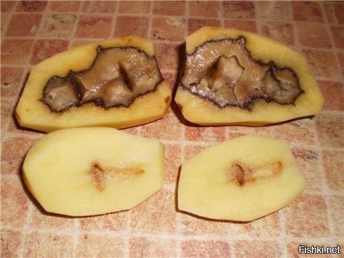 В больших картофелинах может оказаться пустота с говнецом.