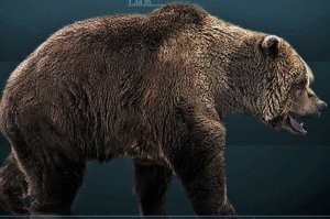 Длина тела составляла примерно 3-3,5 метра, а вес достигал 700-800 килограммов. Они были на 30% крупнее современного бурого медведя. Это животное было очень медлительным и неагрессивным травоядным гигантом, который в основном питался ягодами, кореньями, медом и иногда насекомыми, ловил на перекатах речушек рыбу. Когда голод становился нестерпимым, он мог напасть на человека или зверя, но он был настолько медлителен, что жертва практически всегда имела шансы спастись бегством. (с)