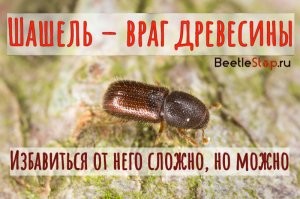 Сам жри шашеля, извращуга