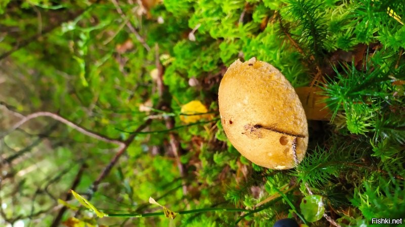 Куча моховиков в Латвии...