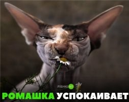 Да. Такую "мамашу" исправить уже трудно, особенно словами. Но, как мы видим, хороший удар по фейсу быстро меняет отношение человека с окружающему и прекращает "яжематеринскую" агрессию по отношению ко всем гражданам, находящимся рядом. Хотя мне всё-таки интересно, откуда же у неё в мозгах столько тараканов в таком странном состоянии???  Яжемамаша пущай попьёт ромашку - она узбагаивает и не пьёт алгоколь...