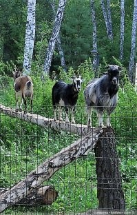 А по-моему, он щас "мээээ" скажет. Им, горным, лишь бы повыше