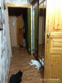 А мы решили таким образом: обили проем между двумя коридорами (по сути, и дверной косяк подойдёт) старым паласом. Когда кот был маленьким - кусок паласа был с полметра высотой. По мере взросления кота и прибавления кошачьих в квартире палас увеличивался в размерах. И вот в итоге какой скалодром "пол-шкаф" получился: