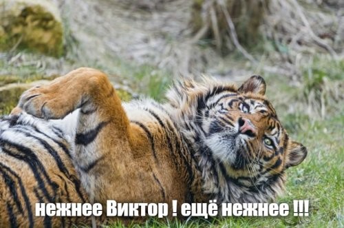 Безумие и отвага