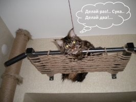"кот лежит, муж подтягивается".