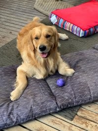 Когда пришли воры, но дома охранник.