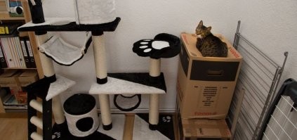 Да-да, кошки очень любят домики.