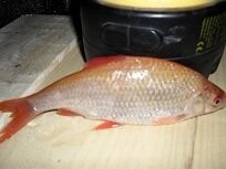 Можешь не искать ,я её уже поймал.