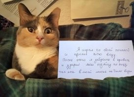 Как мне жаль хозяев этого кота, ведь они даже не понимают, что это кошка!...