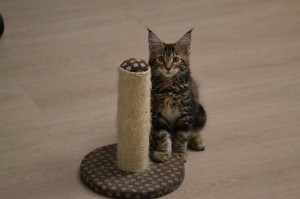 А это моя собака в обличае кошки. Да да собака и не пытайтесь меня переубедить.