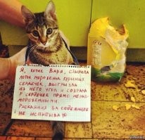 "Положил мышь на лицо хозяйке, так как она..": если бы коты умели разговаривать