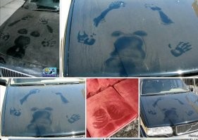 Прикольные и смешные картинки