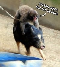 Намешалось